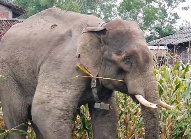 झापामा मानव-हात्ती द्वन्द्वः १६ वर्षमा ८० जनाको ज्यान गयो