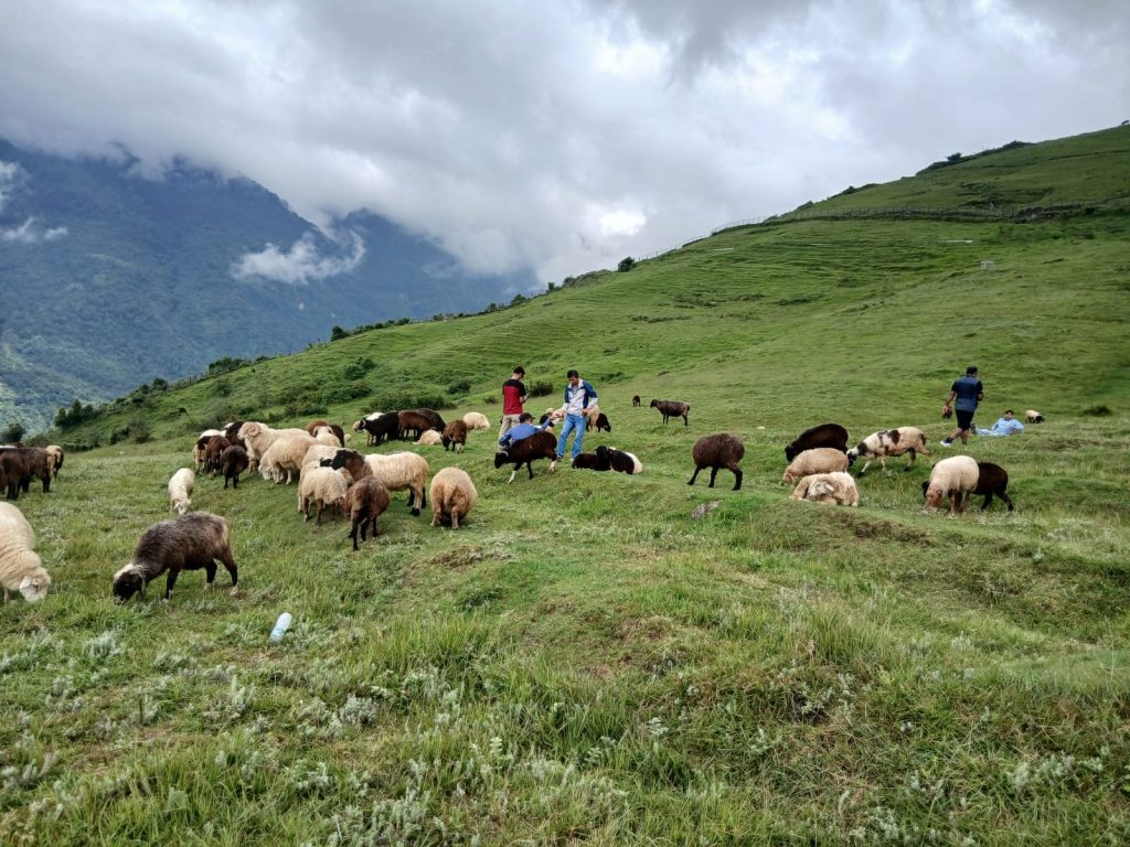 भाल्चेको भेडा फार्मः नश्ल सुधारदेखि पर्यटन प्रवर्द्धनसम्म 