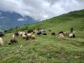 भाल्चेको भेडा फार्मः नश्ल सुधारदेखि पर्यटन प्रवर्द्धनसम्म 