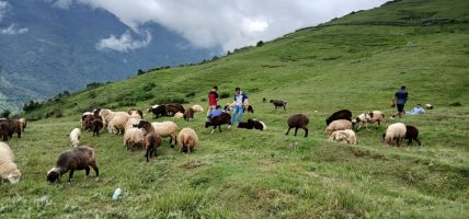 भाल्चेको भेडा फार्मः नश्ल सुधारदेखि पर्यटन प्रवर्द्धनसम्म 