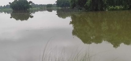 रौतहटका धान खेत जलाशयमा परिणत, किसान मर्कामा