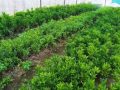 जडीबुटीका बिरुवा वितरणसँगै किसानलाई खेतीको तालिम