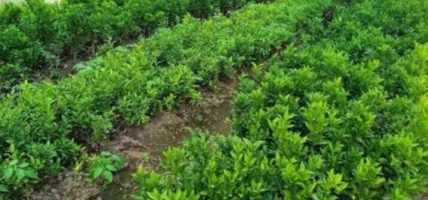 जडीबुटीका बिरुवा वितरणसँगै किसानलाई खेतीको तालिम