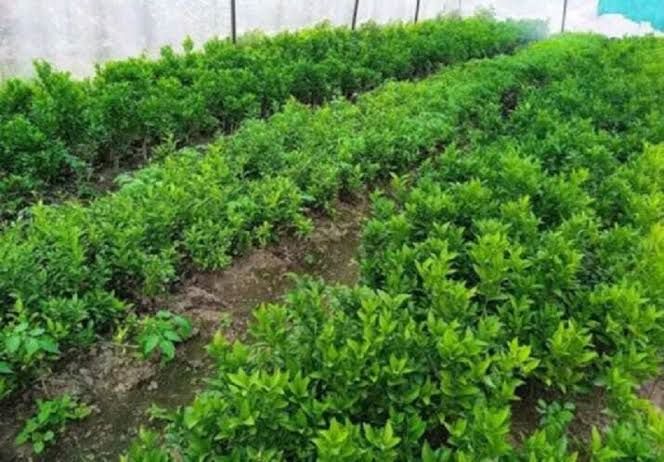 जडीबुटीका बिरुवा वितरणसँगै किसानलाई खेतीको तालिम