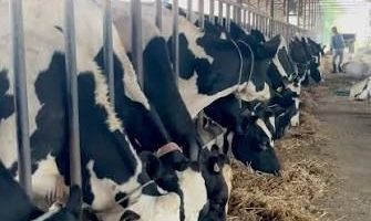 किसानको आयआर्जन बढाउन सत्यवतीमा पशुपालन प्रोत्साहन कार्यक्रम