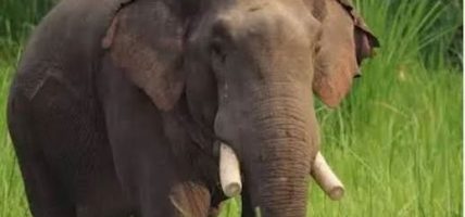 दाह्रा काटिएको ध्रुर्वे निकुञ्जभित्रैः १०/१० मिनेटमा अनुगमन