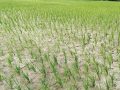 भोजपुरमा ९६ प्रतिशत रोपाइँ सम्पन्न