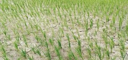 भोजपुरमा ९६ प्रतिशत रोपाइँ सम्पन्न