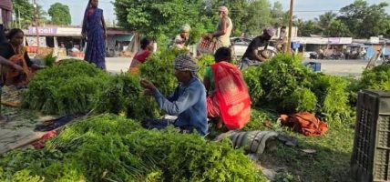 कोशीटप्पुको निगुरो काठमाडौँको कालीमाटी पुग्छ
