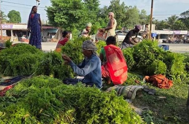 कोशीटप्पुको निगुरो काठमाडौँको कालीमाटी पुग्छ