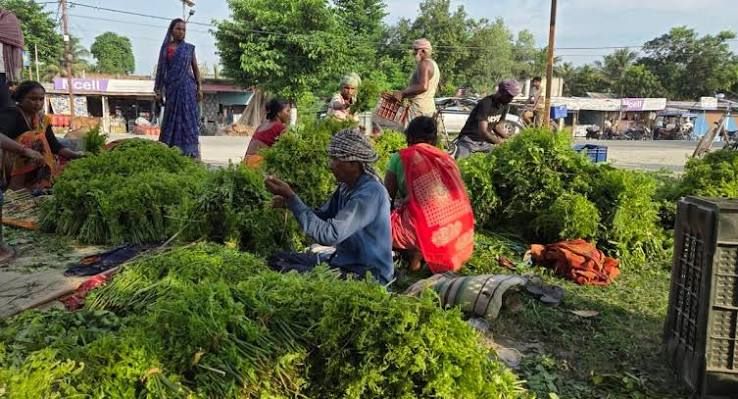 कोशीटप्पुको निगुरो काठमाडौँको कालीमाटी पुग्छ