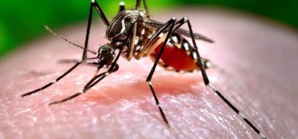 जापानिज इन्सेफलाइटिसबाट मृत्यु हुनेको सङ्ख्या १६