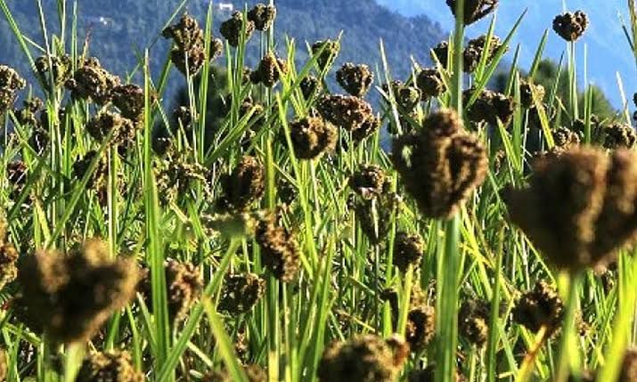 भीमफेदीमा कोदोखेती गर्ने किसानलाई अनुदान