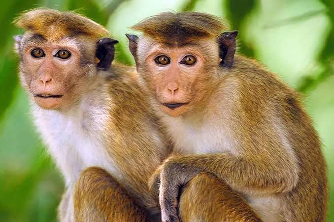 बाँदर–बँदेलको आतङ्क नियन्त्रणबारे संसद्मा जरुरी सार्वजनिक महत्वको प्रस्ताव