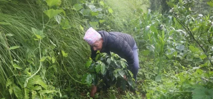 व्यावसायिक कफीखेतीमा रमाउँदै ‘देवीराम’