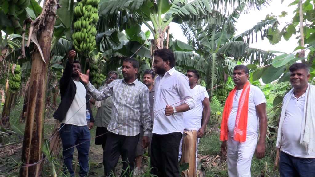 भारतीय केराको आयातमा कडाइ, नेपाली किसानमा उत्साह