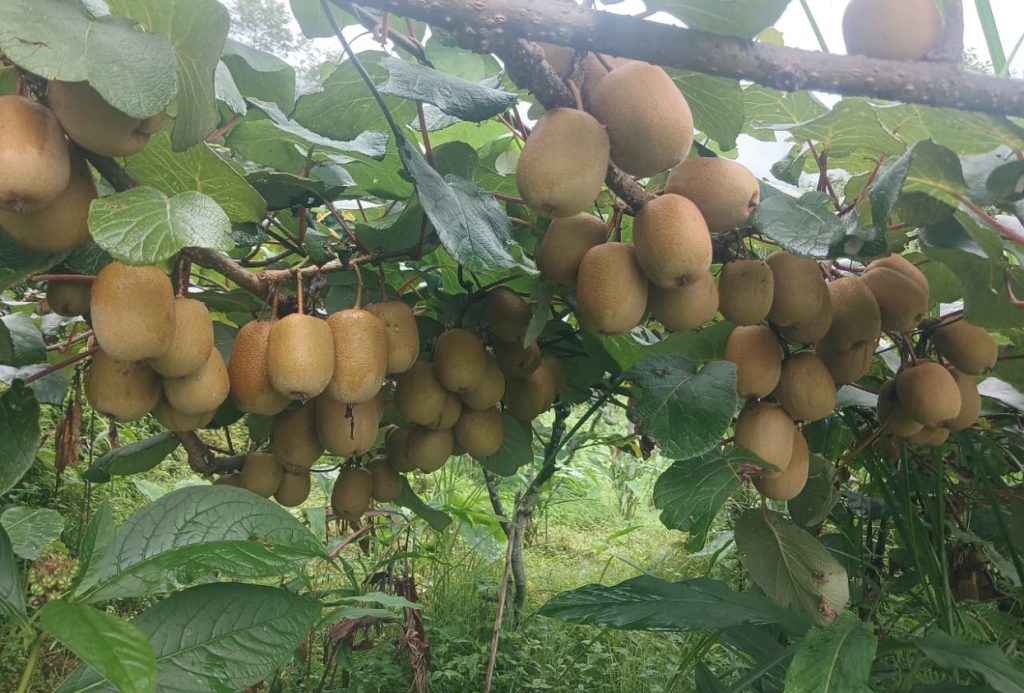 किवी खेतीमा रमाउँदै वडाध्यक्ष राई