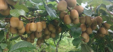 किवी खेतीमा रमाउँदै वडाध्यक्ष राई