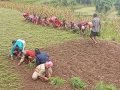 हराउँदै रैथाने बाली : कोदोमा देखिएको सम्भावना