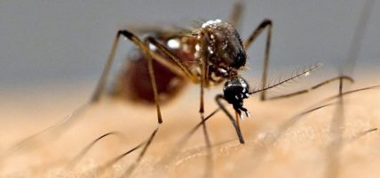 जापानिज इन्सेफ्लाइटिसको सङ्क्रमण बढ्दो