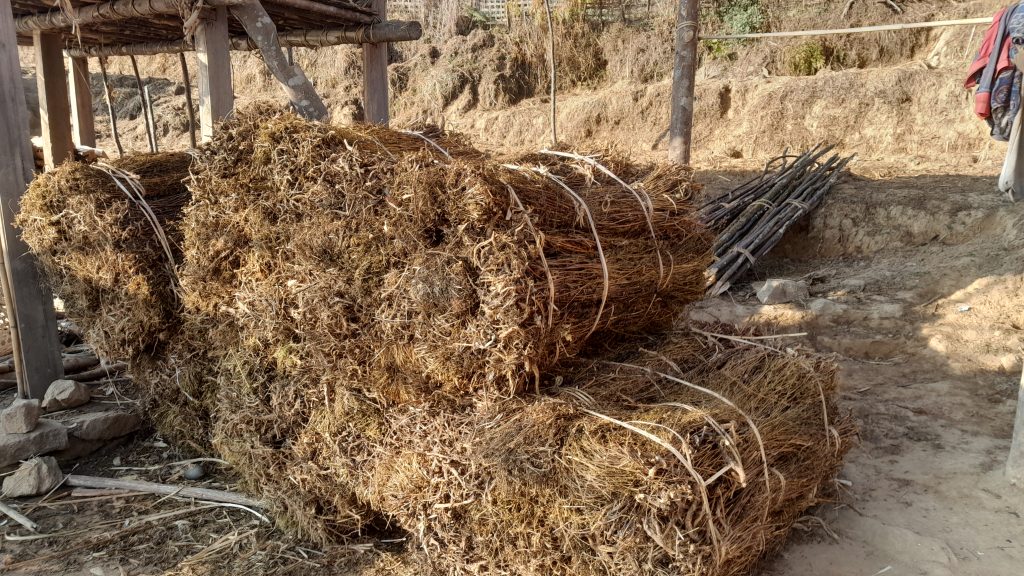 युवाले गाउँ छाडे, बहुउपयोगी जडिबुटी चिराइतो खेतीप्रति मोह घट्यो