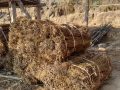 युवाले गाउँ छाडे, बहुउपयोगी जडिबुटी चिराइतो खेतीप्रति मोह घट्यो
