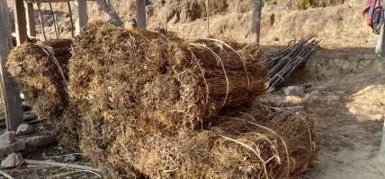 युवाले गाउँ छाडे, बहुउपयोगी जडिबुटी चिराइतो खेतीप्रति मोह घट्यो