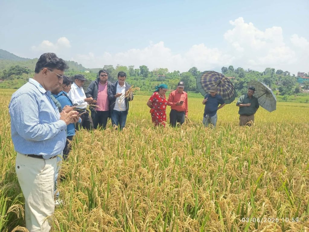 मरुवा रोगका कारण ३५ प्रतिशतले चैते धानको उत्पादन घट्यो