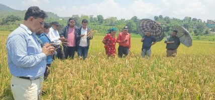 मरुवा रोगका कारण ३५ प्रतिशतले चैते धानको उत्पादन घट्यो