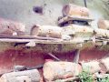 बाटो र भिरपाखामा समेत मौरीका घार, मह बेचेरै वार्षिक लाखौँ आम्दानी बाटो र भिरपाखामा समेत मौरीका घार, मह बेचेरै वार्षिक लाखौँ आम्दानी
