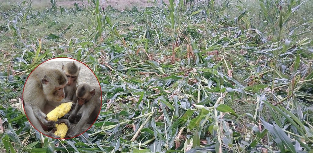 बाँदरको उपद्रोले किसान हैरान, अन्नबाली जोगाउनै मुस्किल