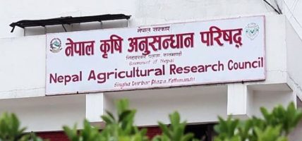 कृषि उत्पादन वृद्धि गर्न विभिन्न बालीका उन्नत जात विकास