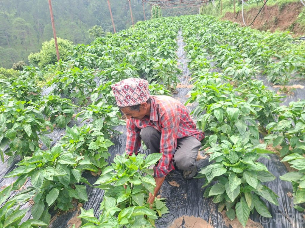 मेहनत र आम्दानी दुवै गाउँमै