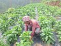 मेहनत र आम्दानी दुवै गाउँमै