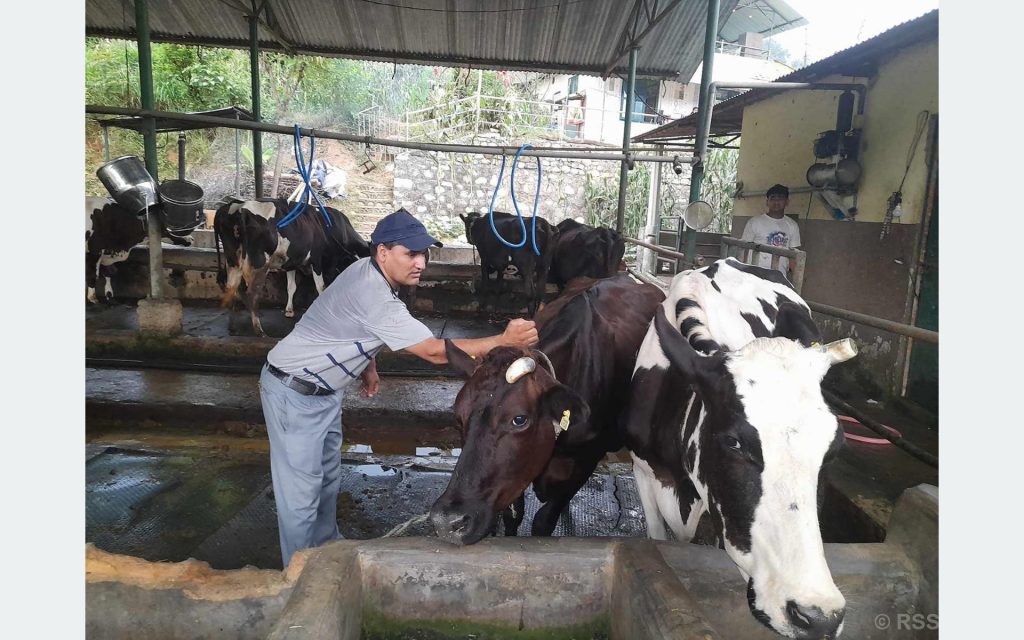 पूर्ण खोप अभियानले पशु रोगको जोखिम घटायो
