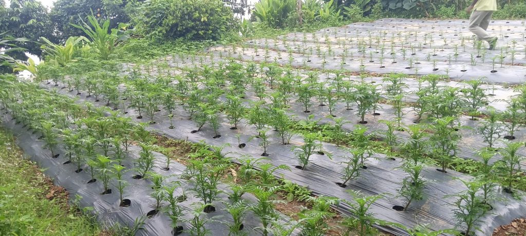 व्यावसायिक कृषि र पशुपालनतर्फ चिसापानीका युवाहरू