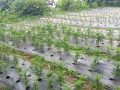 व्यावसायिक कृषि र पशुपालनतर्फ चिसापानीका युवाहरू
