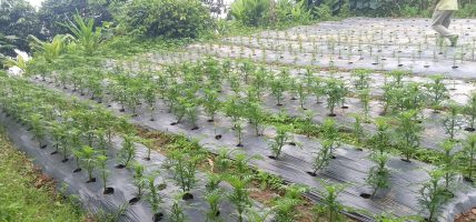 व्यावसायिक कृषि र पशुपालनतर्फ चिसापानीका युवाहरू