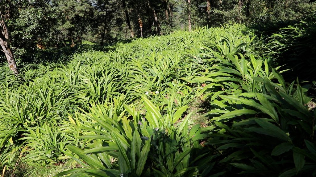 नयाँ अलैँचीले बजार पाएसंगै किसान उत्साहित