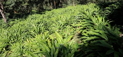 नयाँ अलैँचीले बजार पाएसंगै किसान उत्साहित