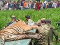 चितवनमा मानिस र गाईलाई घाइते बनाउने बाघ नियन्त्रणमा चितवनमा मानिस र गाईलाई घाइते बनाउने बाघ नियन्त्रणमा