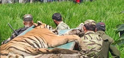 चितवनमा मानिस र गाईलाई घाइते बनाउने बाघ नियन्त्रणमा
