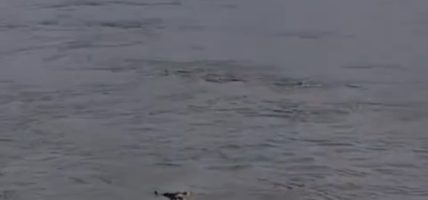 रसुवाको बाढीको पीडा भारतसम्म, गण्डक नदीमा भेटिन थाले बाढीले बगाएका शव