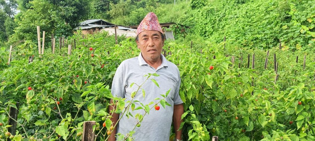 अकबरे खुर्सानी खेतीबाट लाखौँ कमाउँदै मोतीबहादुर सारू मगर 