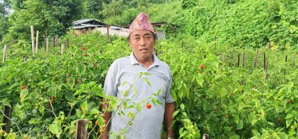 अकबरे खुर्सानी खेतीबाट लाखौँ कमाउँदै मोतीबहादुर सारू मगर 