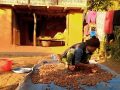 किसानको राम्रो आम्दानीको स्रोत बन्दै रुद्राक्ष