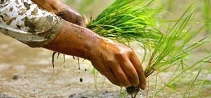 गण्डकी प्रदेशमा रोपाइँ ९९ दशमलव ३९ प्रतिशत