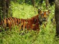 पर्सा राष्ट्रिय निकुञ्जमा ‘बाघ मित्र’ अभियान पर्सा राष्ट्रिय निकुञ्जमा ‘बाघ मित्र’ अभियान
