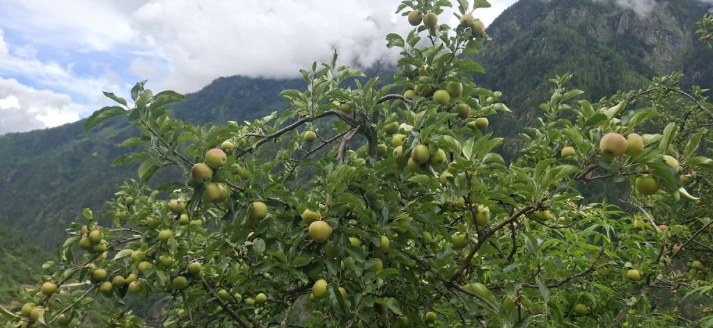 हुम्लाका किसानः न्यूनतम मूल्यमा स्याउ बिक्री गर्न बाध्य