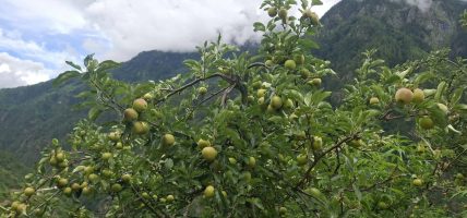 हुम्लाका किसानः न्यूनतम मूल्यमा स्याउ बिक्री गर्न बाध्य